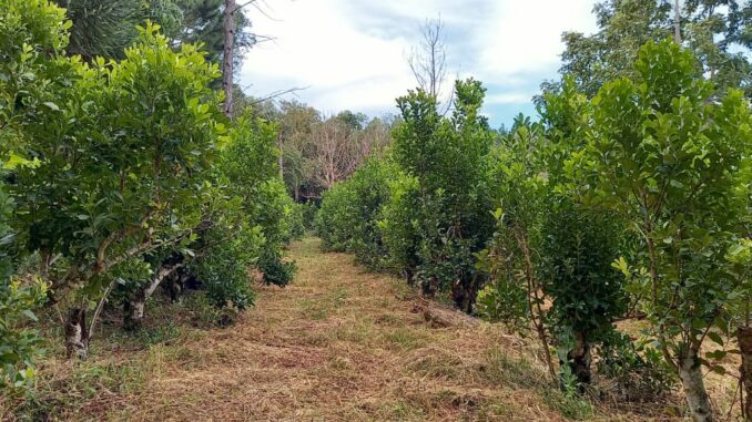 Ferilizante foliar Silvina Machuca