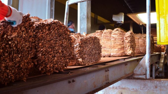 record-tabaco-2025-1