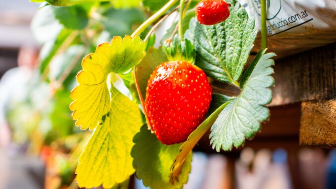 13-08-25-JORNADA-FRUTILLAS-19 (2)