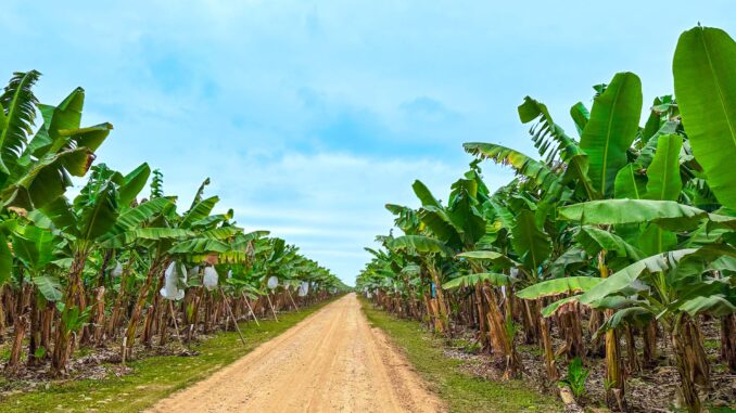 21-08-25-BANANAS-SALTA-19