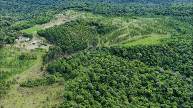 bosque-nativo-sur-misiones